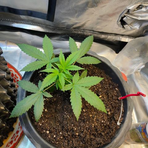 Brookly Sunrise growlog timeline photo