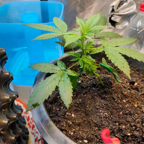 Brookly Sunrise growlog timeline photo