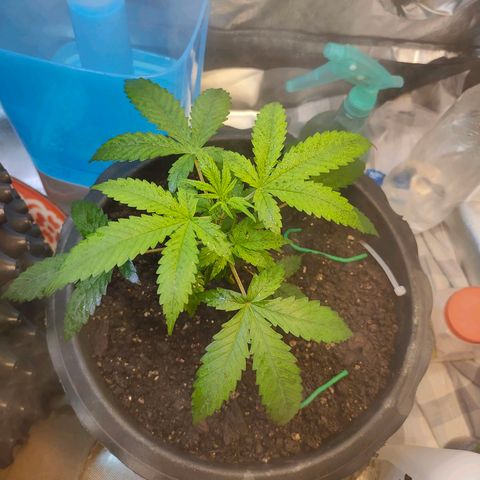Brookly Sunrise growlog timeline photo