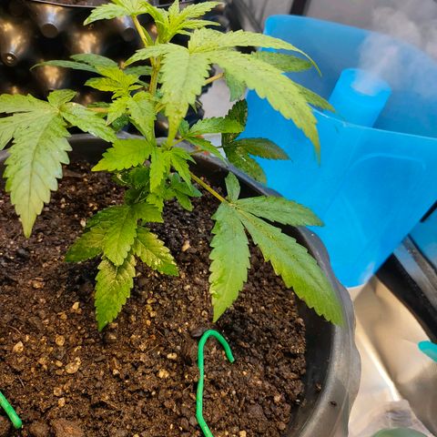 Brookly Sunrise growlog timeline photo