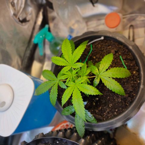 Brookly Sunrise growlog timeline photo