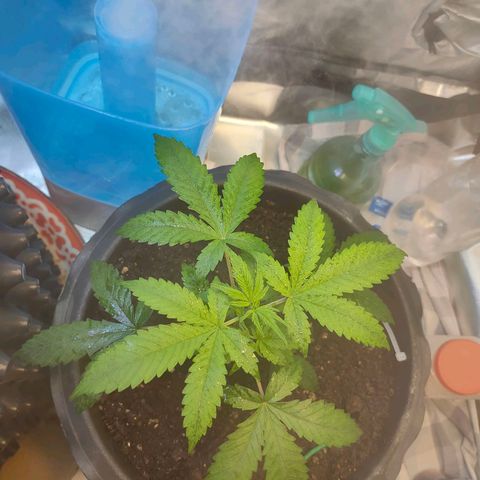 Brookly Sunrise growlog timeline photo