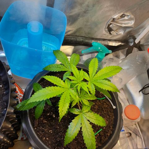 Brookly Sunrise growlog timeline photo