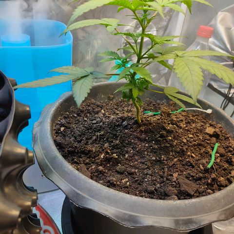 Brookly Sunrise growlog timeline photo