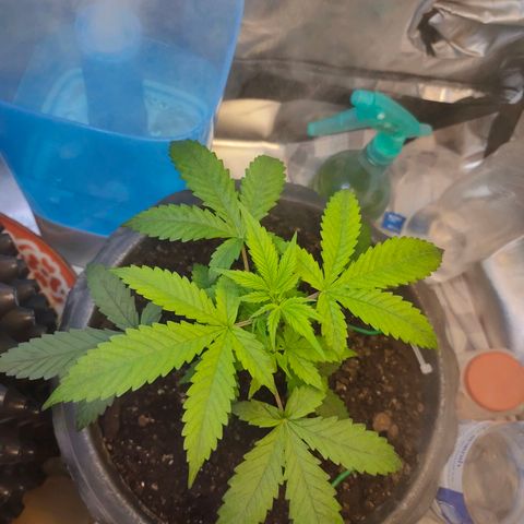 Brookly Sunrise growlog timeline photo