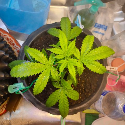 Brookly Sunrise growlog timeline photo