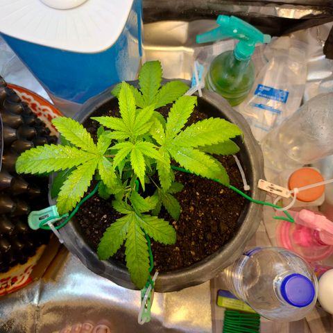 Brookly Sunrise growlog timeline photo