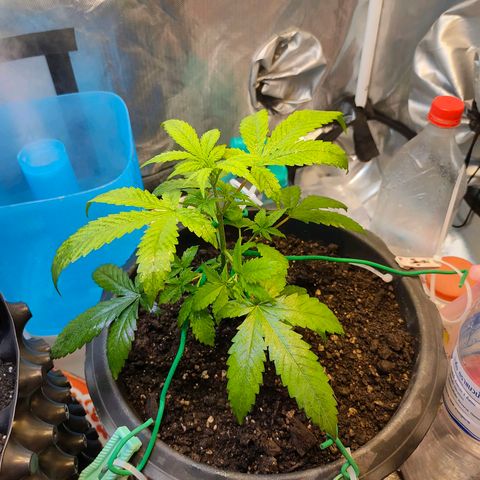 Brookly Sunrise growlog timeline photo