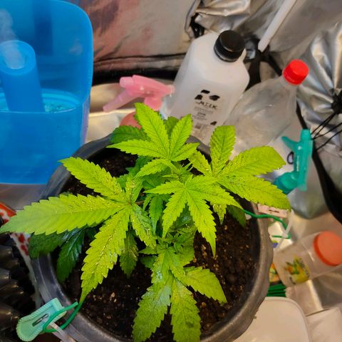 Brookly Sunrise growlog timeline photo