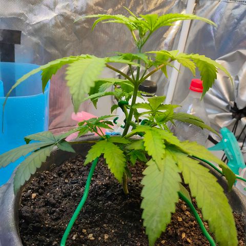 Brookly Sunrise growlog timeline photo