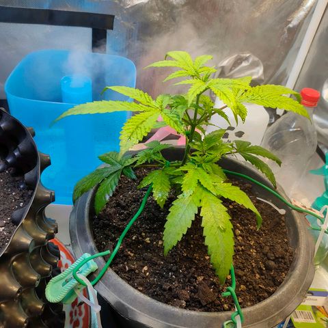 Brookly Sunrise growlog timeline photo