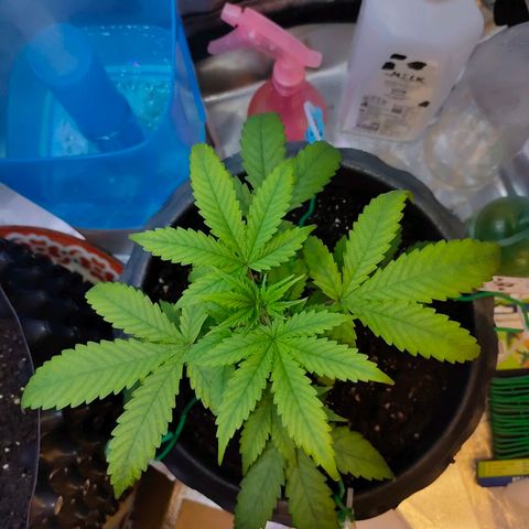 Brookly Sunrise growlog timeline photo
