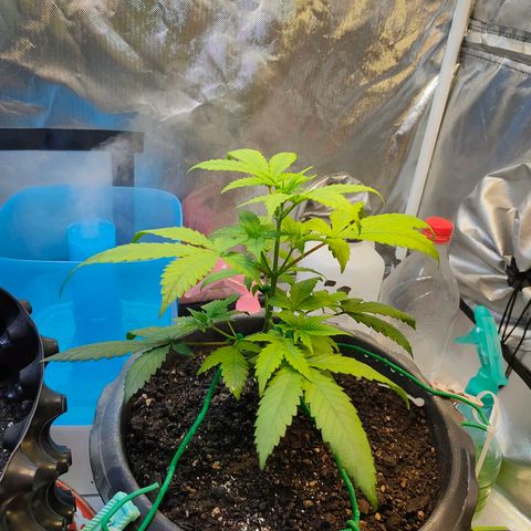 Brookly Sunrise growlog timeline photo