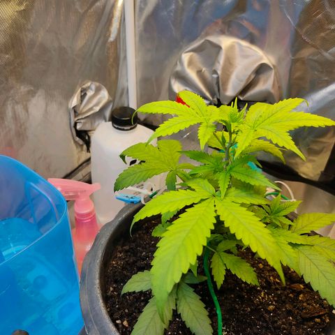 Brookly Sunrise growlog timeline photo