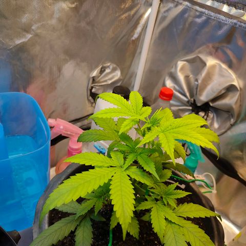 Brookly Sunrise growlog timeline photo