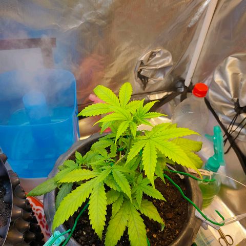 Brookly Sunrise growlog timeline photo