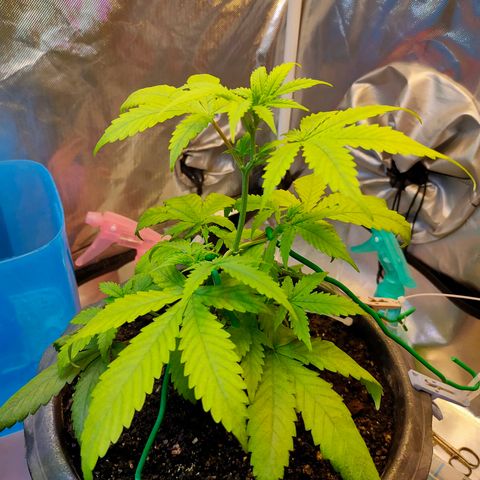 Brookly Sunrise growlog timeline photo