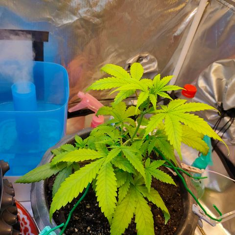 Brookly Sunrise growlog timeline photo