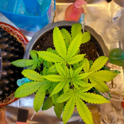 Brookly Sunrise growlog timeline photo