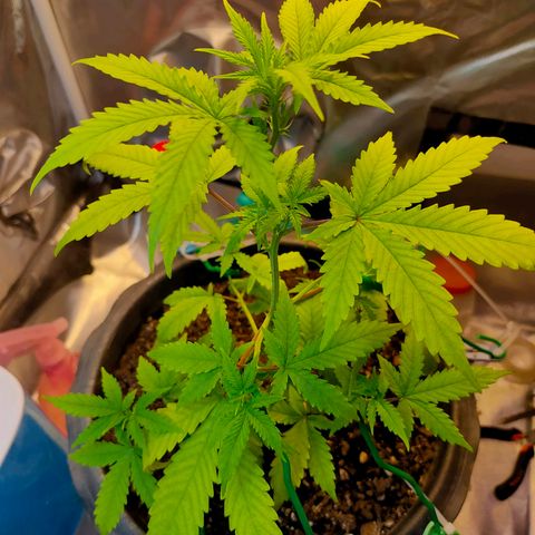 Brookly Sunrise growlog timeline photo