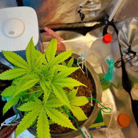 Brookly Sunrise growlog timeline photo