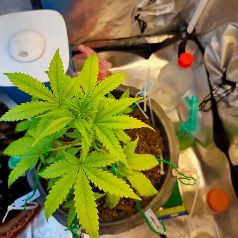 Brookly Sunrise growlog timeline photo