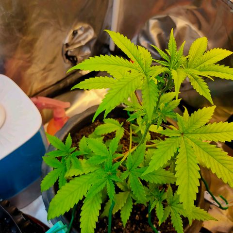 Brookly Sunrise growlog timeline photo