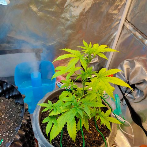 Brookly Sunrise growlog timeline photo