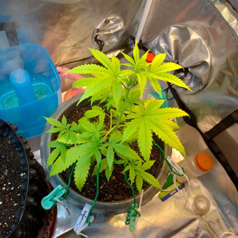 Brookly Sunrise growlog timeline photo