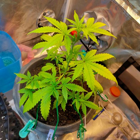 Brookly Sunrise growlog timeline photo