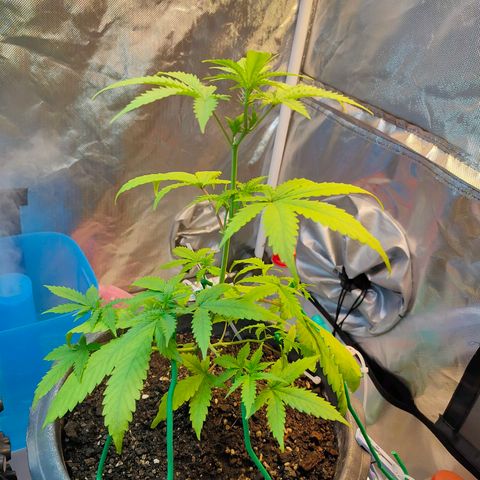Brookly Sunrise growlog timeline photo