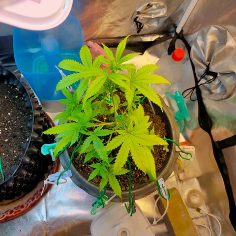 Brookly Sunrise growlog timeline photo