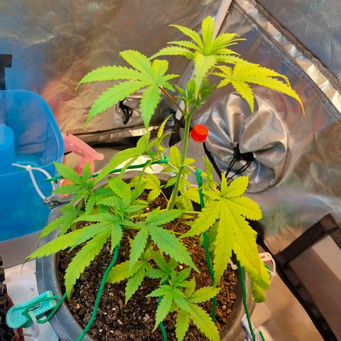 Brookly Sunrise growlog timeline photo