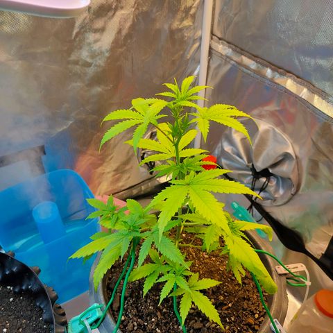 Brookly Sunrise growlog timeline photo