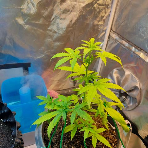 Brookly Sunrise growlog timeline photo