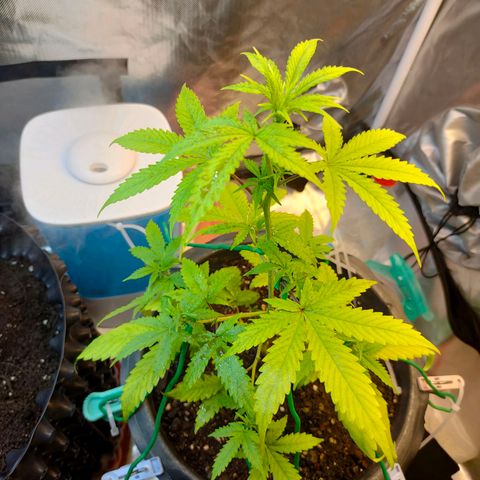Brookly Sunrise growlog timeline photo