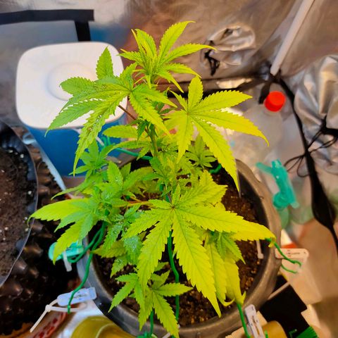 Brookly Sunrise growlog timeline photo