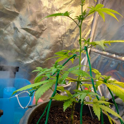 Brookly Sunrise growlog timeline photo