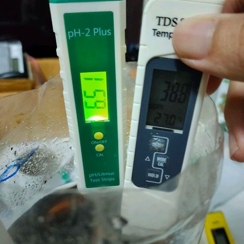 Brookly Sunrise growlog timeline photo