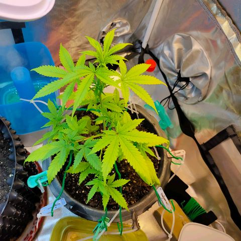 Brookly Sunrise growlog timeline photo