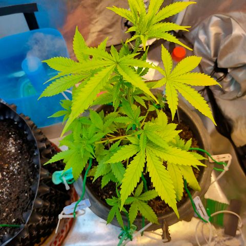 Brookly Sunrise growlog timeline photo