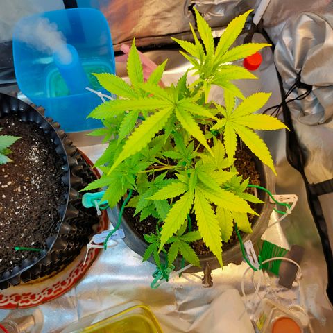 Brookly Sunrise growlog timeline photo