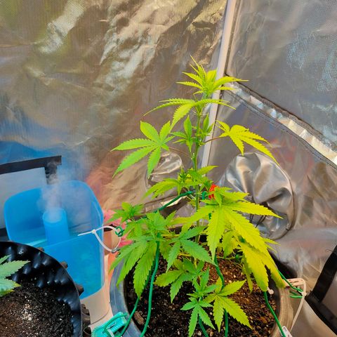 Brookly Sunrise growlog timeline photo