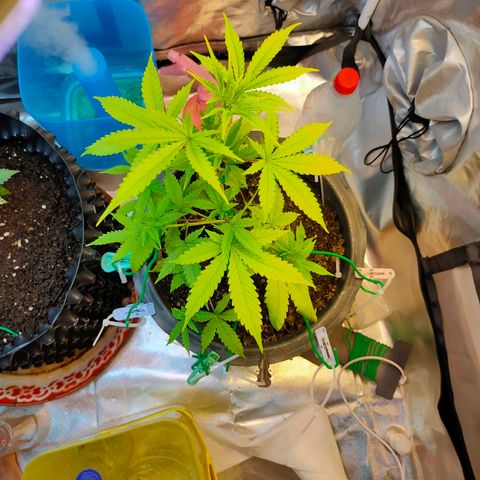Brookly Sunrise growlog timeline photo