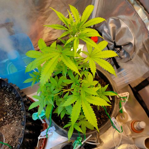 Brookly Sunrise growlog timeline photo
