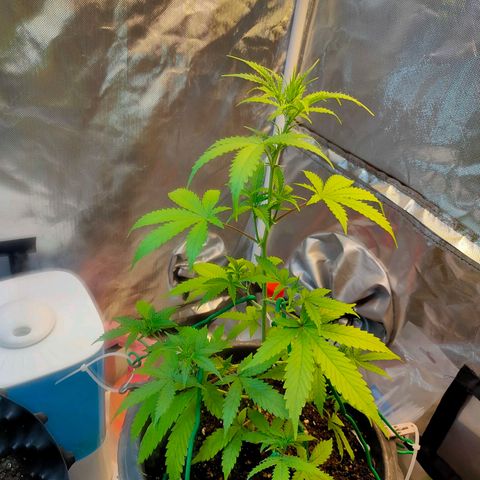 Brookly Sunrise growlog timeline photo