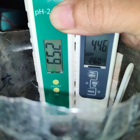 Brookly Sunrise growlog timeline photo