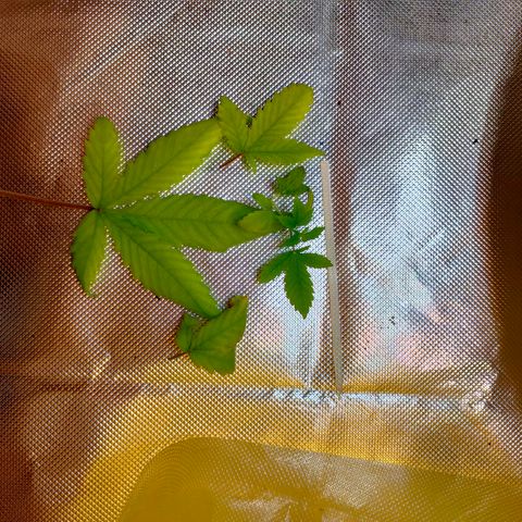 Brookly Sunrise growlog timeline photo
