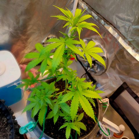 Brookly Sunrise growlog timeline photo