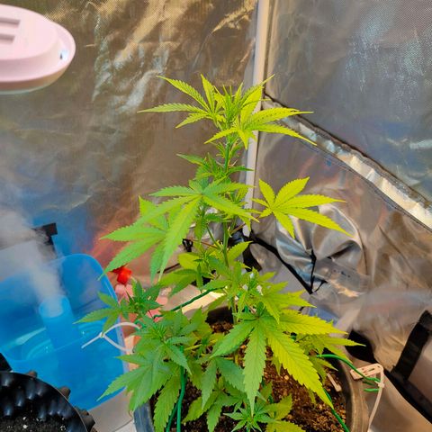 Brookly Sunrise growlog timeline photo